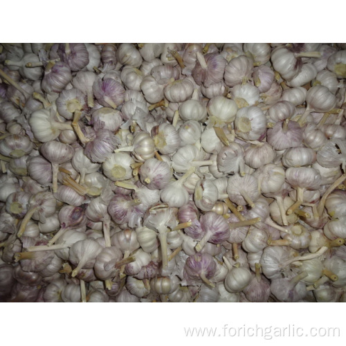 Normal White Garlic Crop 2019 Jinxiang